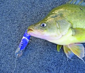 The No2 StumpJumper is without peer for me when chasing golden perch in rivers. Fish like this are common and make the Stumpie the best lure in my mind for this work.